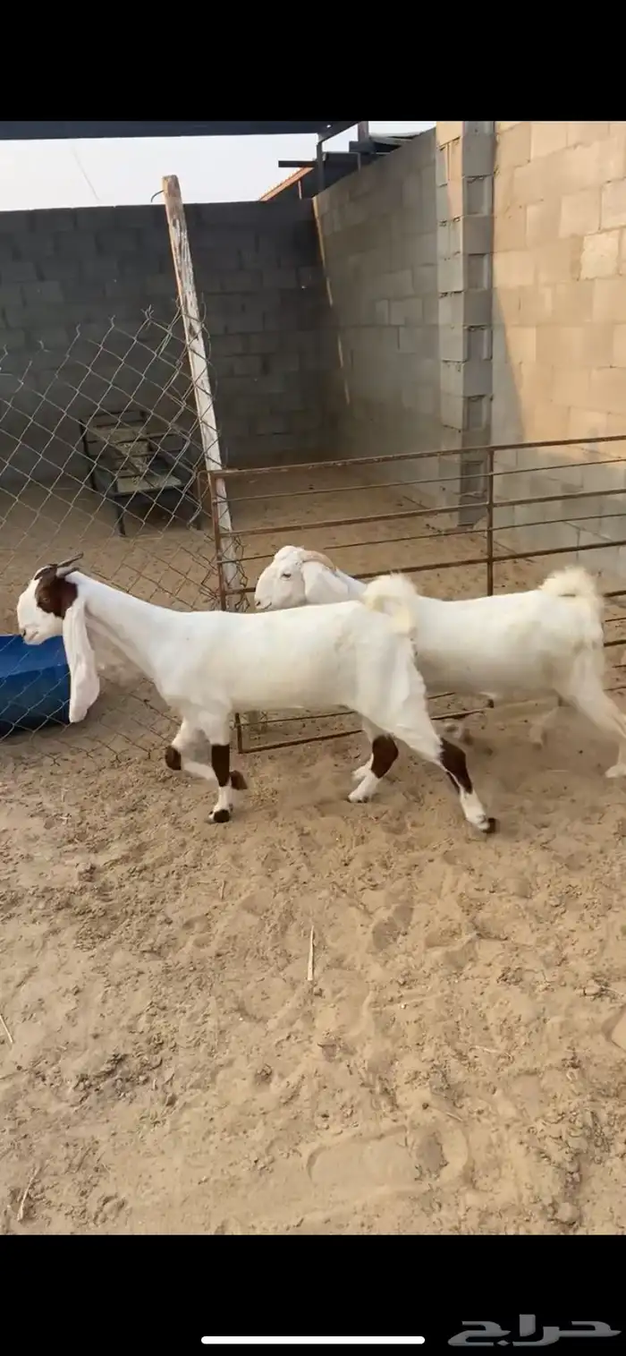 ثنيه - ورباع   دفيع شرط ثلاث اشهور - سونار 2