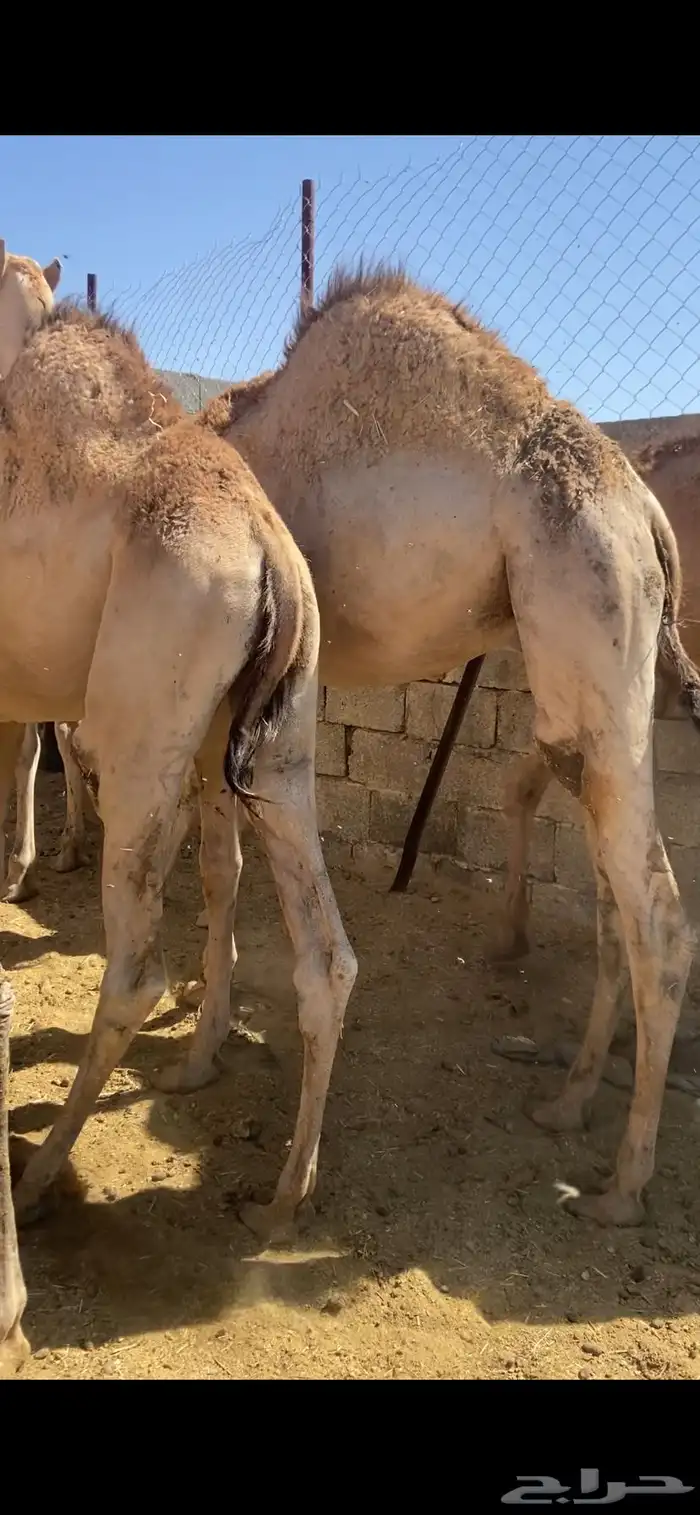 قعدان كفو للبيع تصلح زواجات ومبادي بسعار مناسبه 2