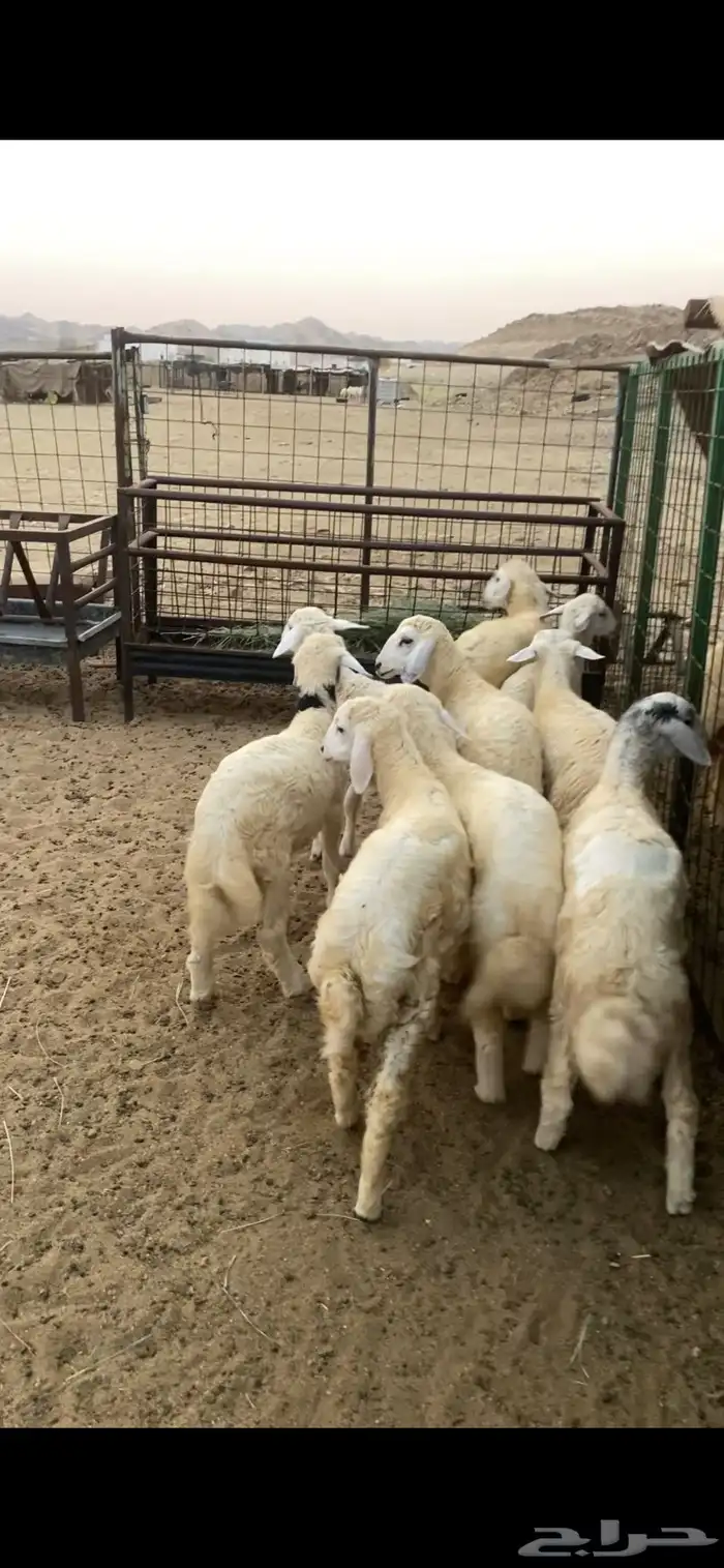 طليان ورخال للبيع 1