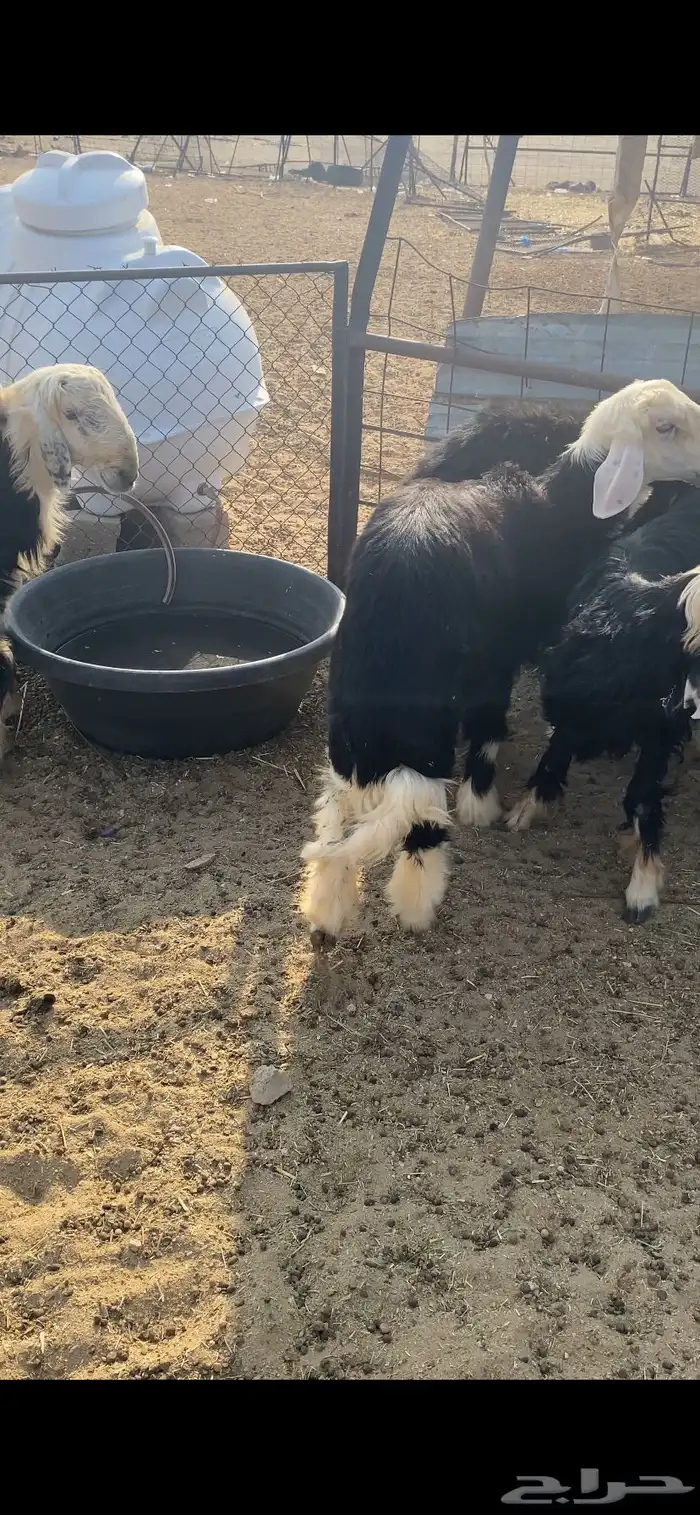 للبيع طليان جذعان 2