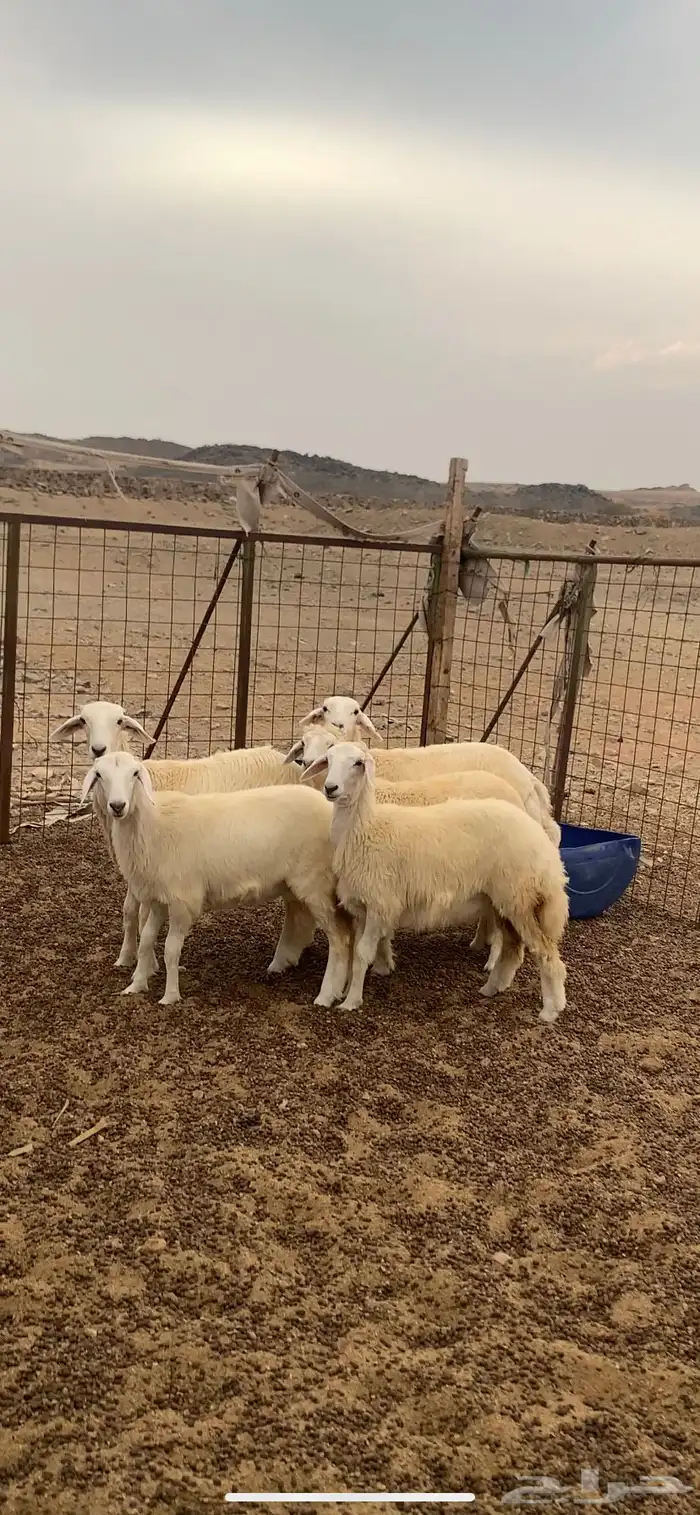 ذبايح للبيع 1