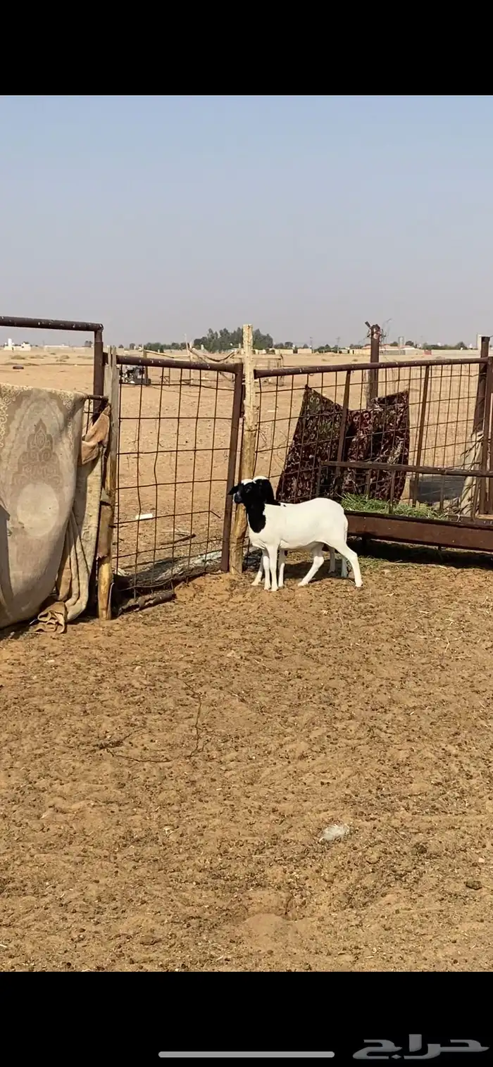 غنم 2