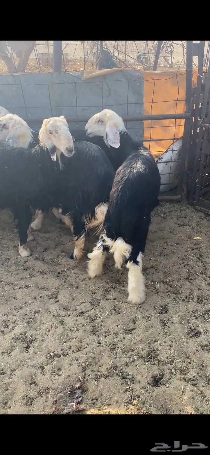 للبيع طليان جذعان 3