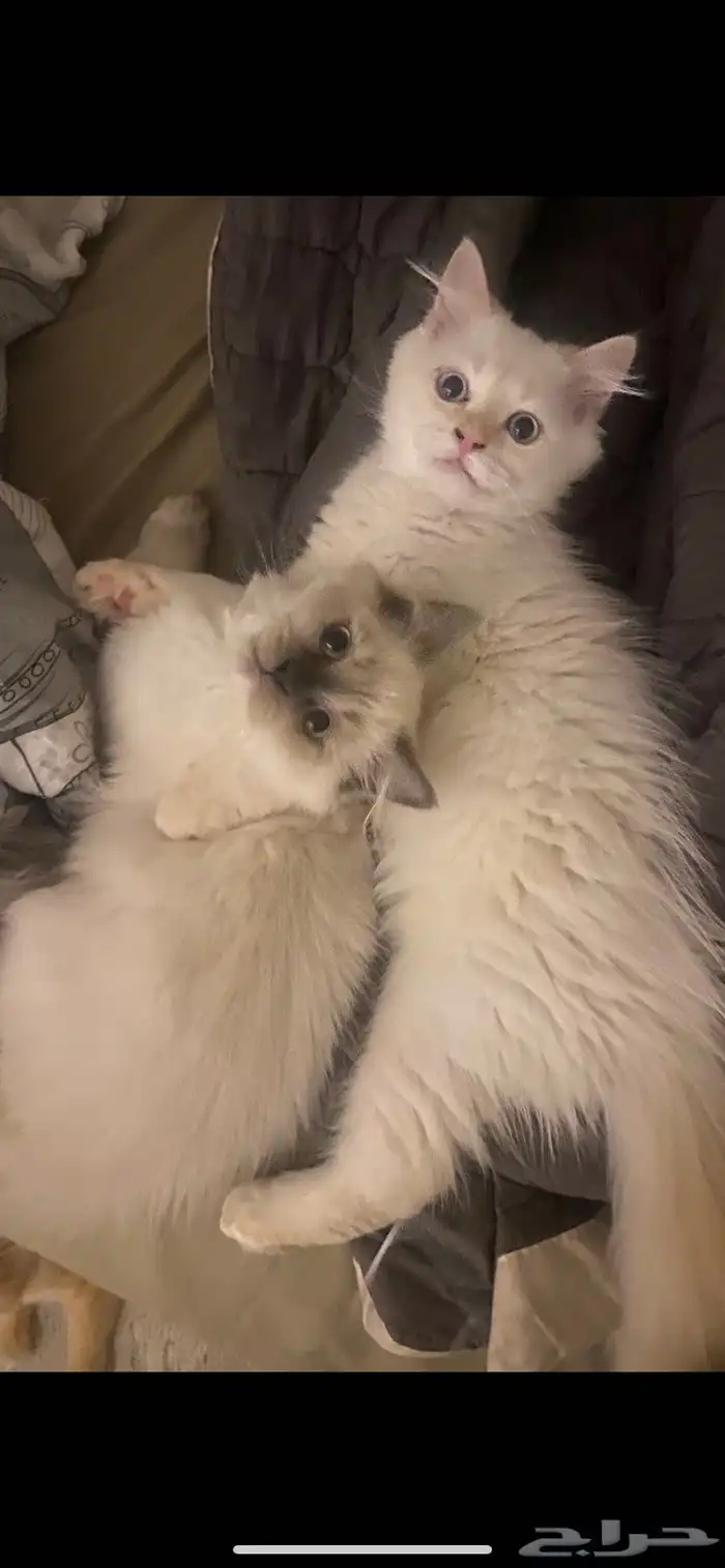 قطتين للتبني 0