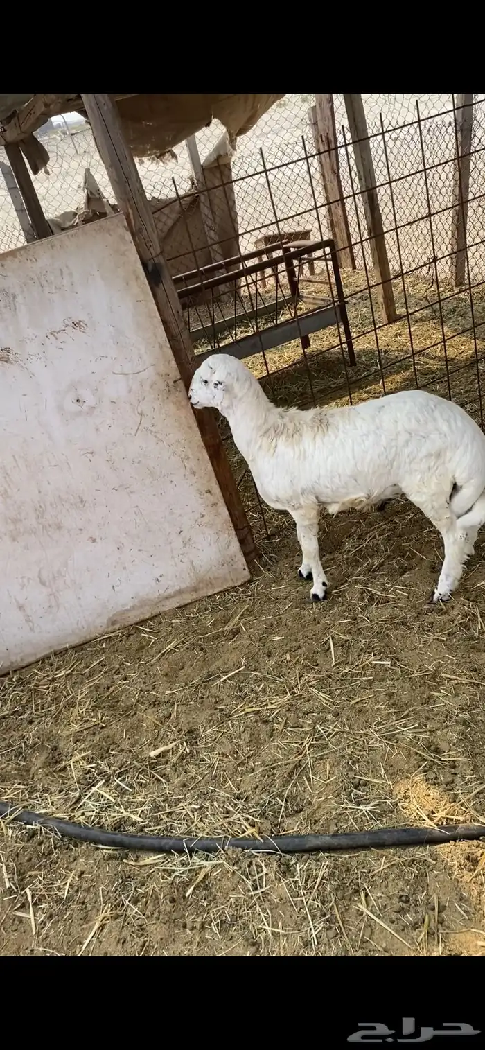 خروف فل 2