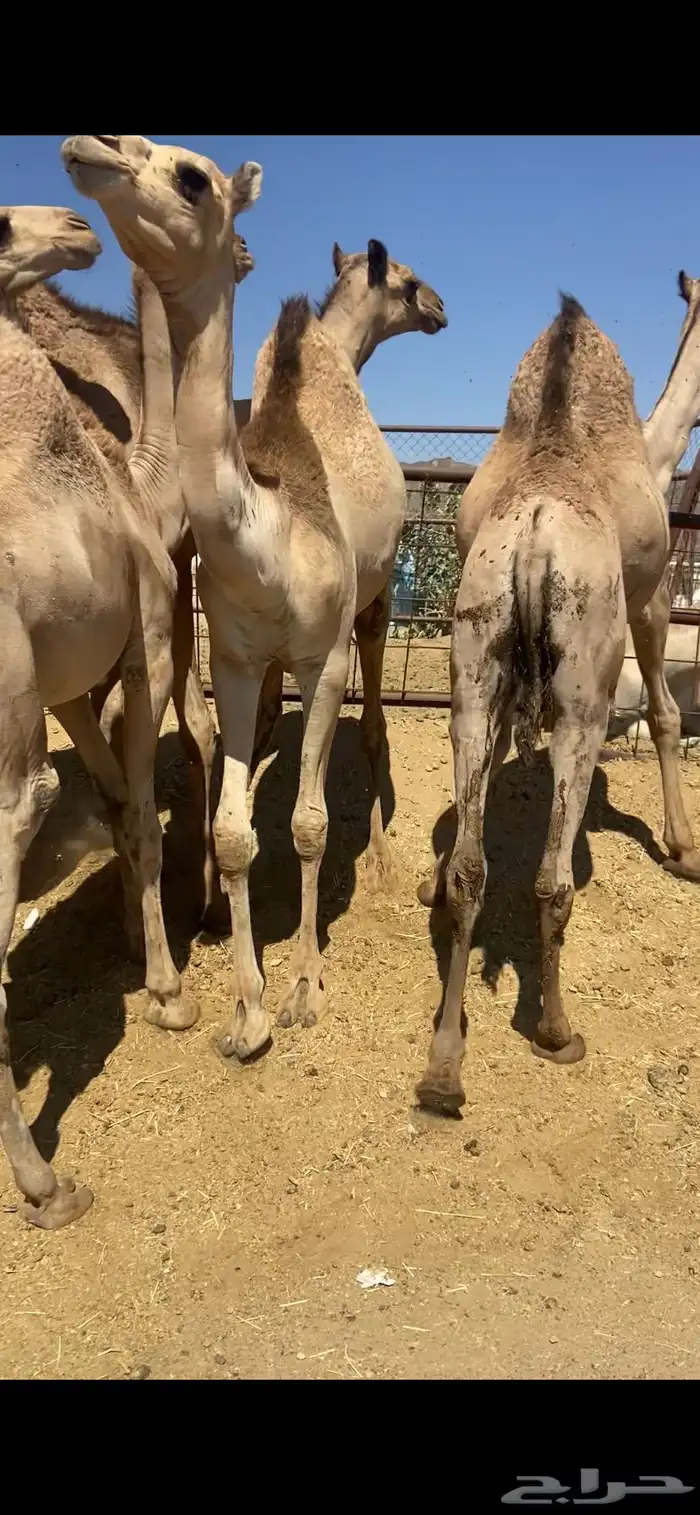 قعدان كفو للبيع تصلح زواجات ومبادي بسعار مناسبه 8