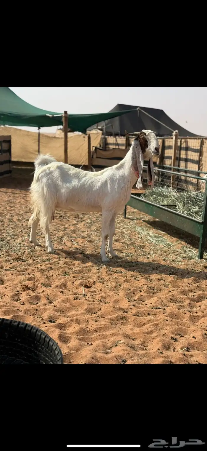 عنز مطوره حاصب 2