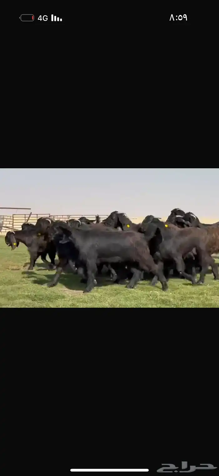 جذعات دلم ودبس فاخره 6