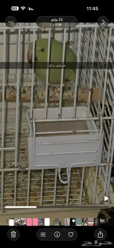 بغباء مفقود أنثى 0