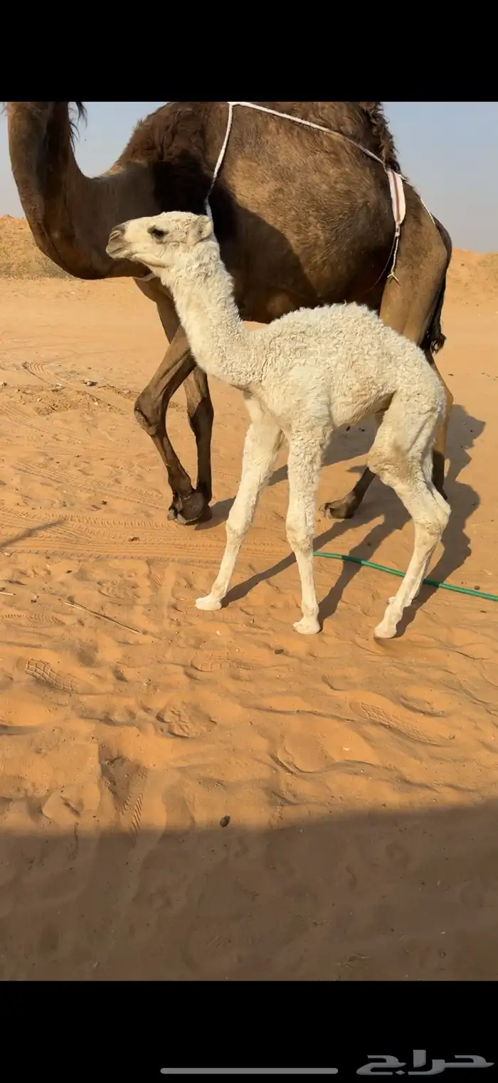 خلفه كفووو معها قعود كفو 1