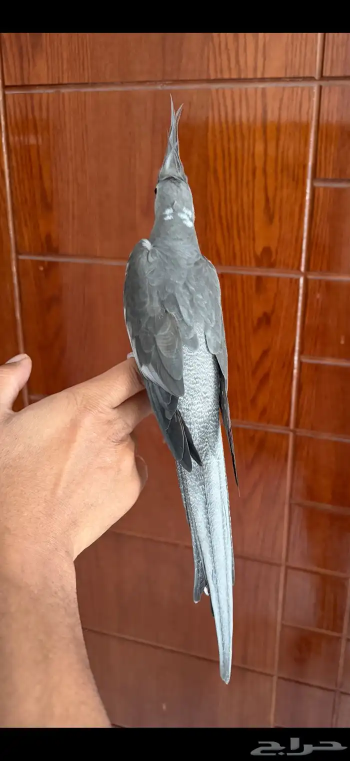 كروان اليف 0