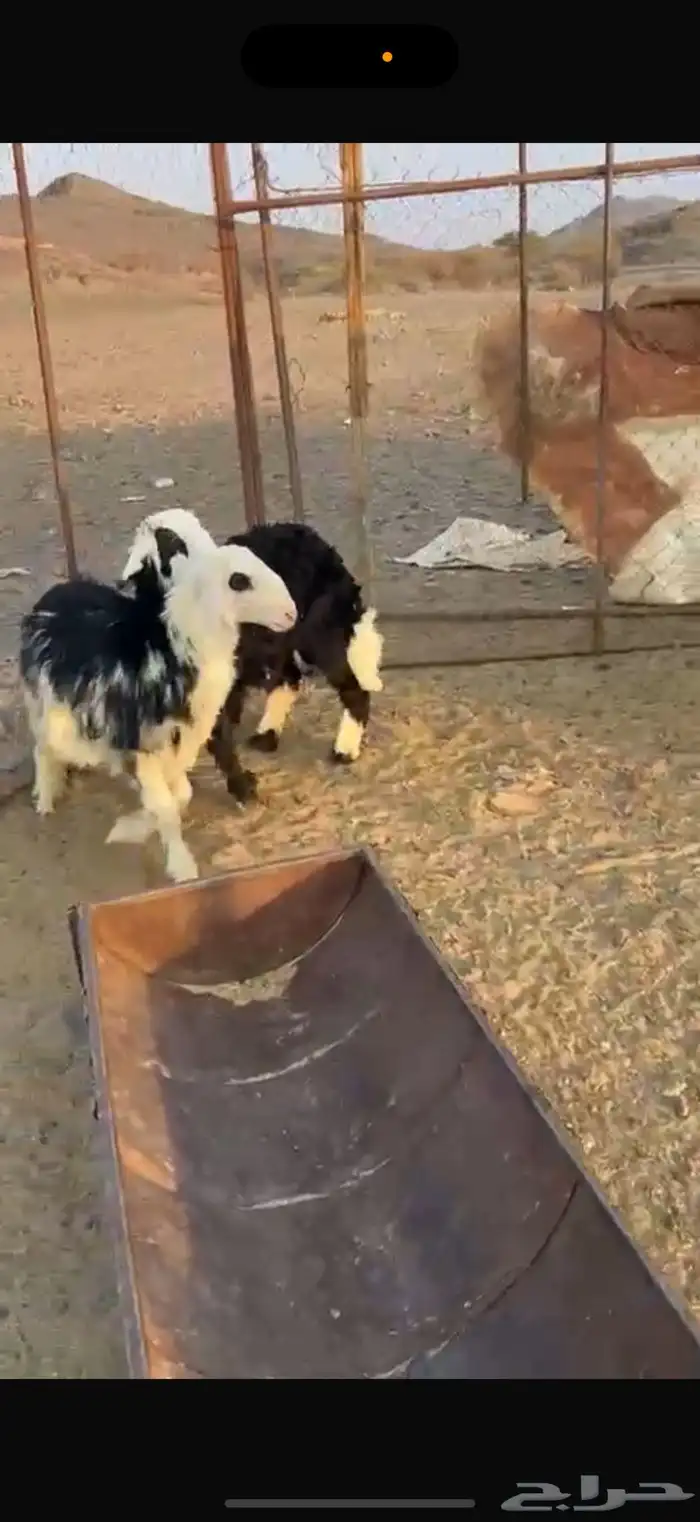 خرفان ذبايح 5