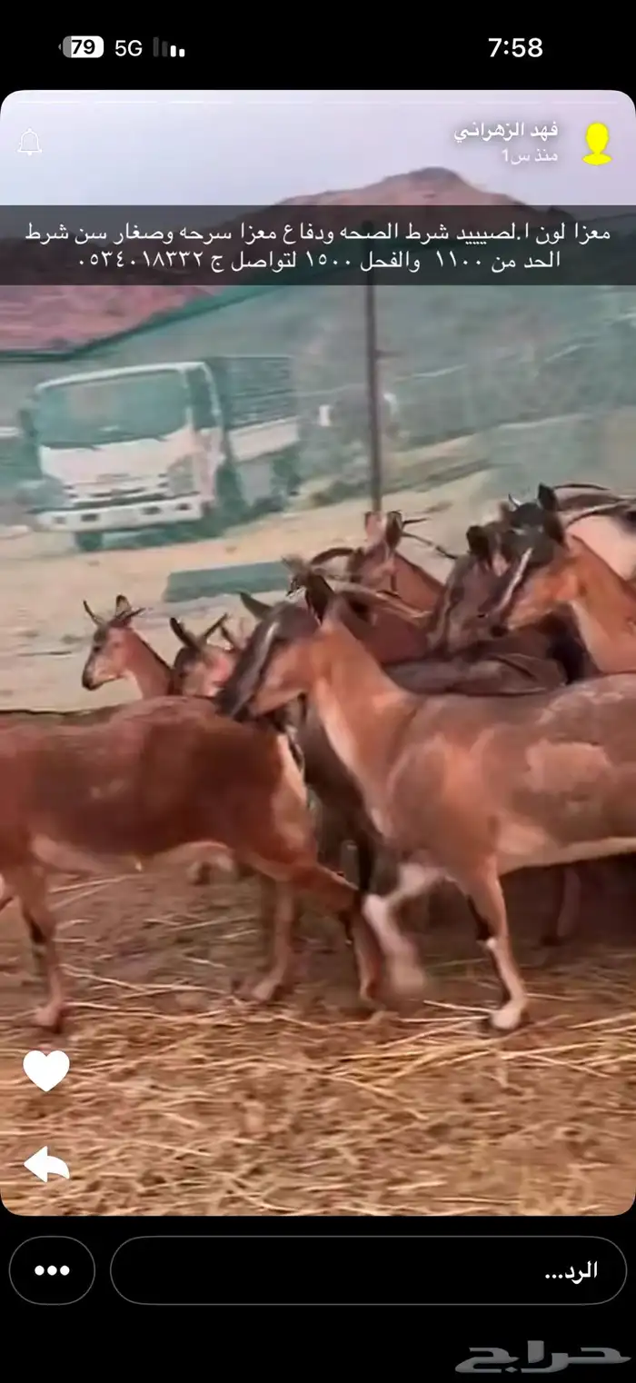 معزا لون صيد اساس وعول 0