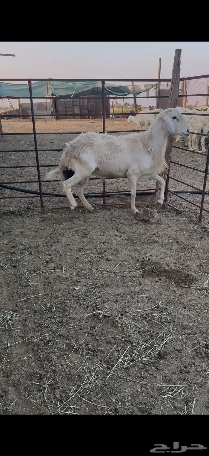 فحل حري شرط 0