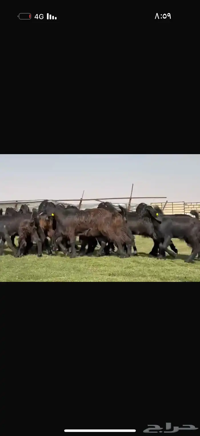 جذعات دلم ودبس فاخره 10