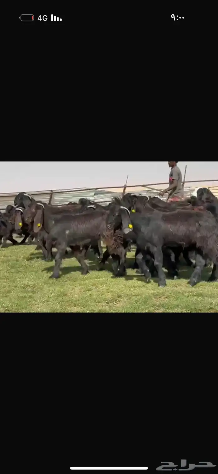 جذعات دلم ودبس فاخره 7