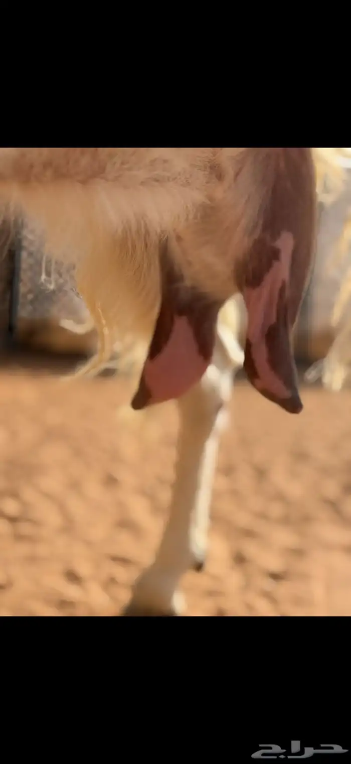 عنز مطوره حاصب 5