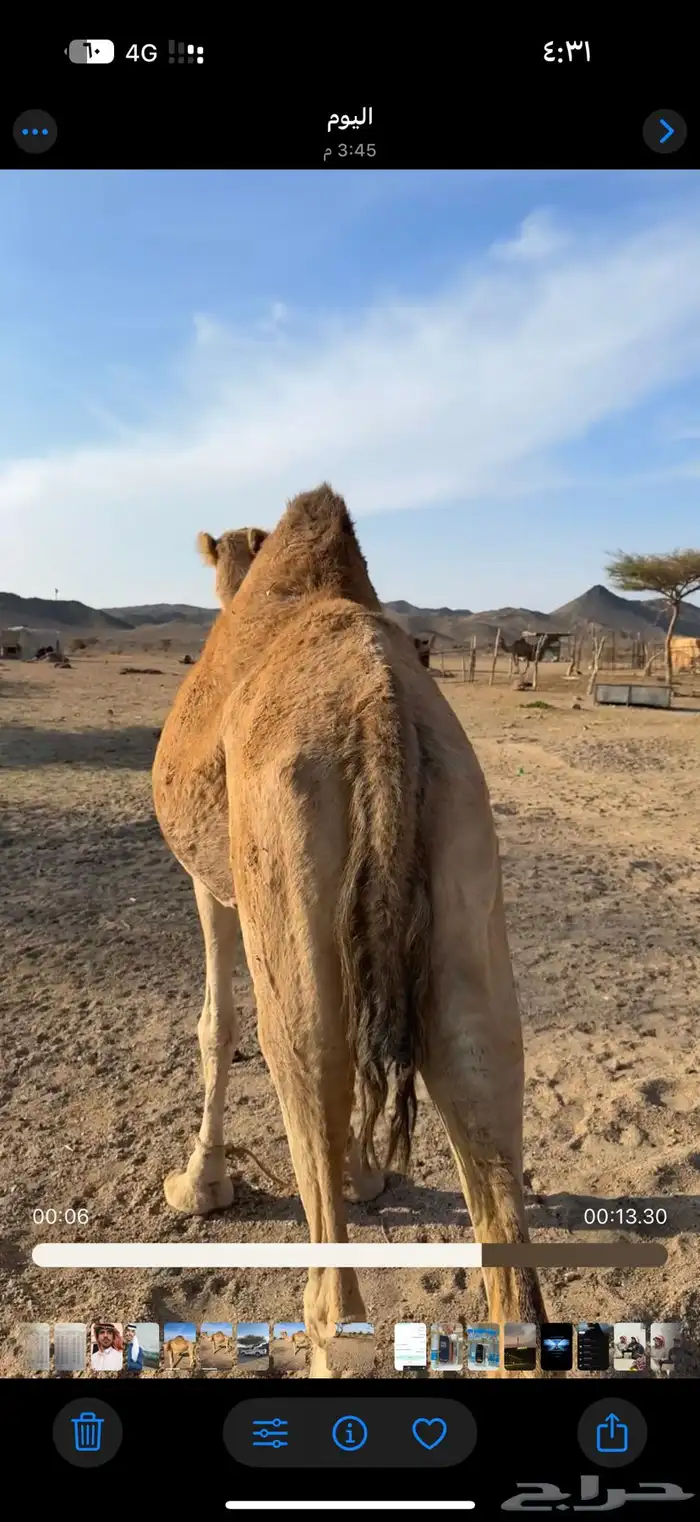 ناقه حايل بريه سنها ناب 2