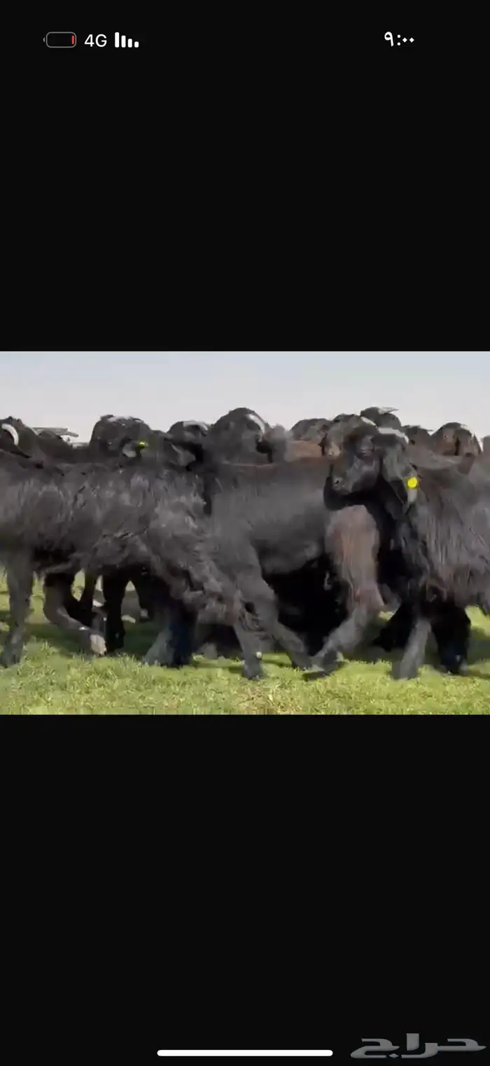 جذعات دلم ودبس فاخره 0