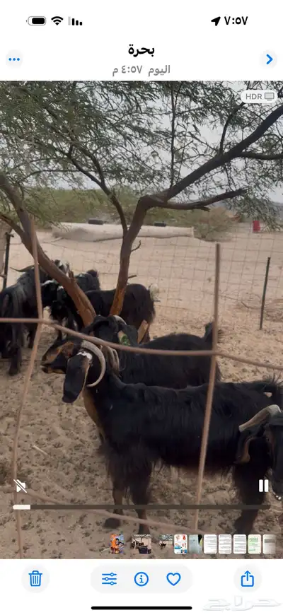 ماعز الليعماع index