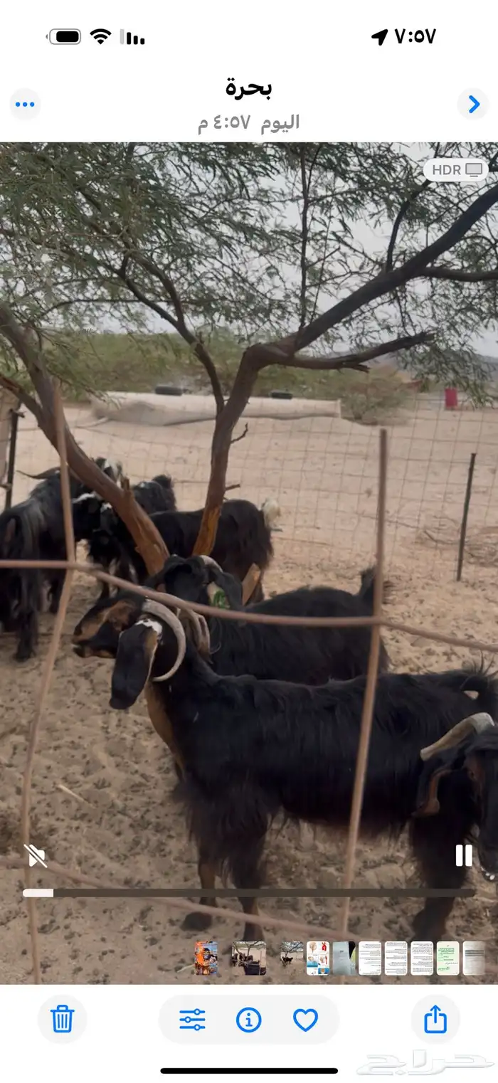 ماعز الليعماع 0