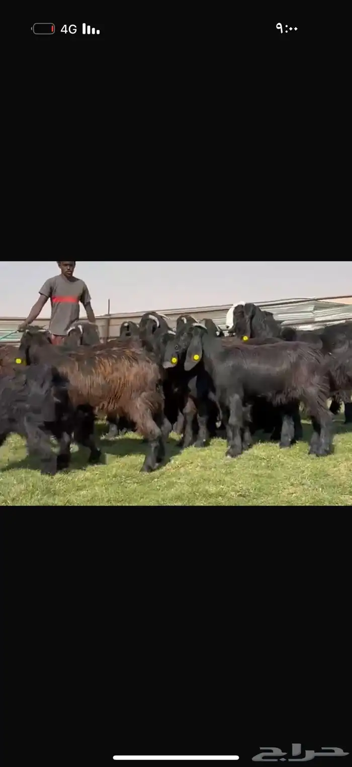 جذعات دلم ودبس فاخره 8