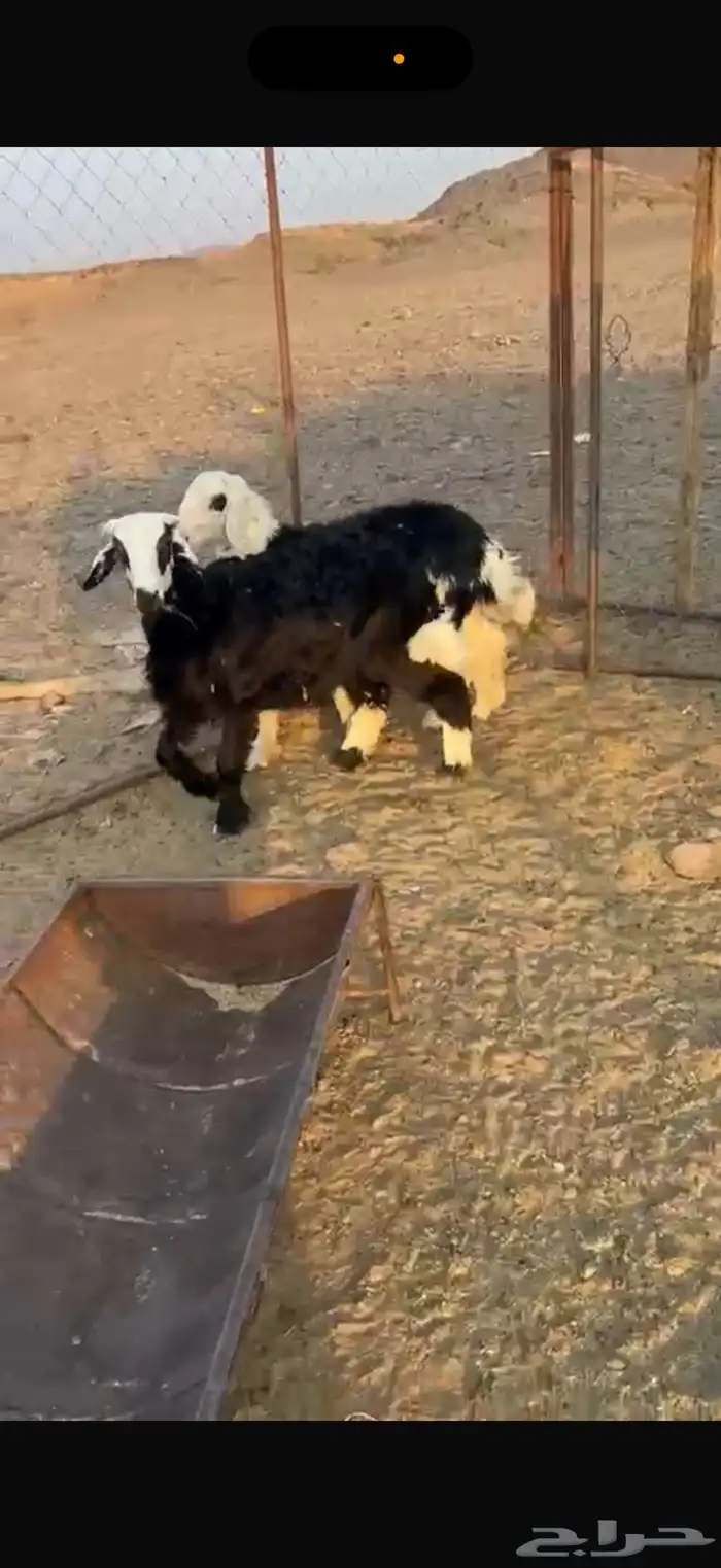 خرفان ذبايح 3