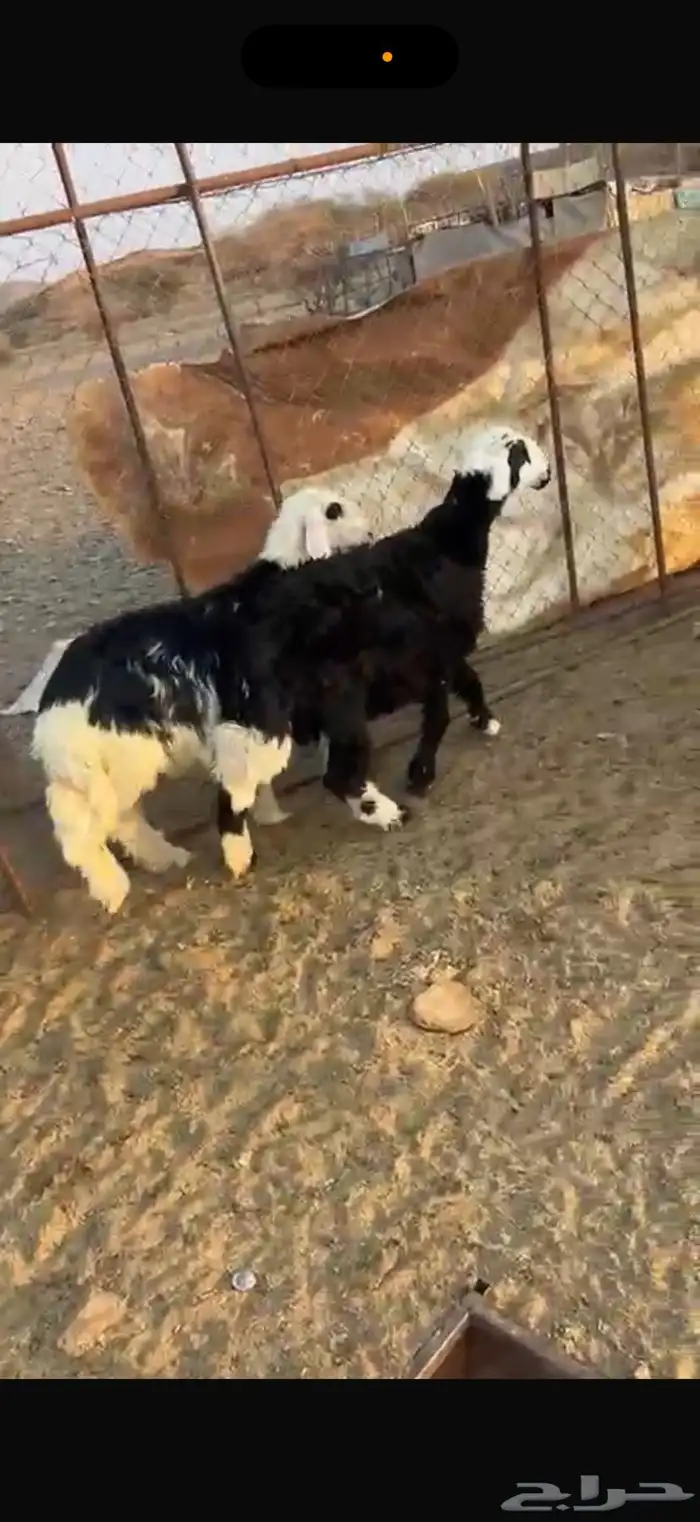 خرفان ذبايح 0