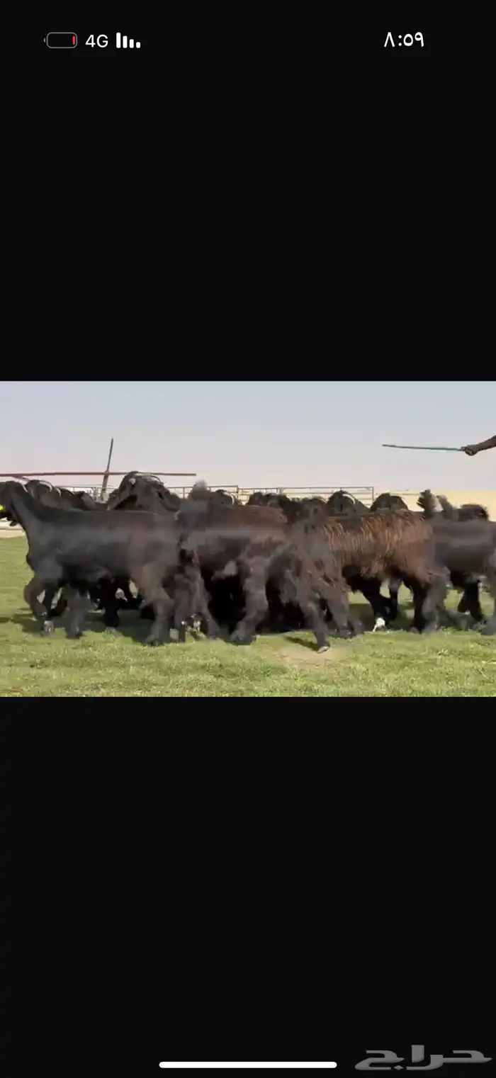 جذعات دلم ودبس فاخره 2