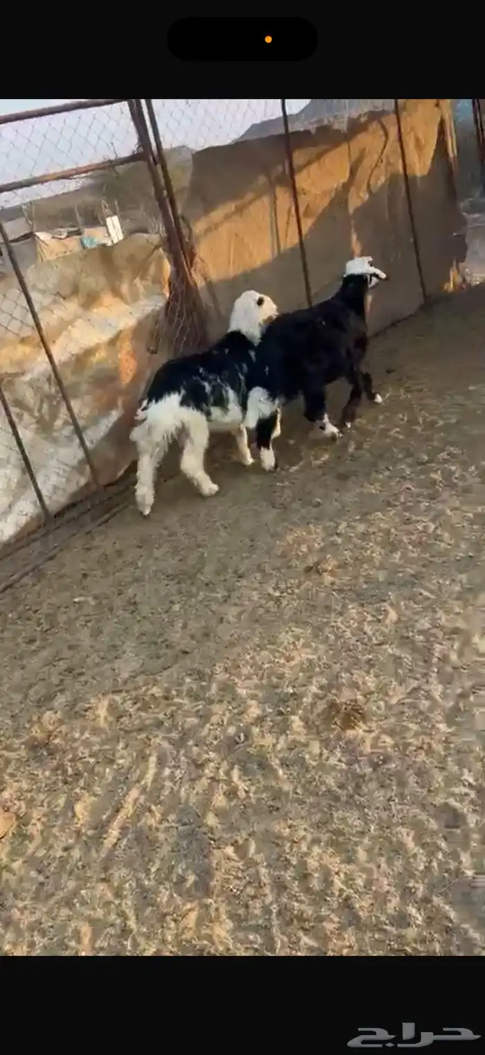 خرفان ذبايح 2