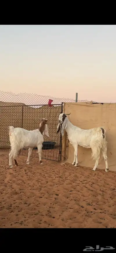 عنز مطوره حاصب index