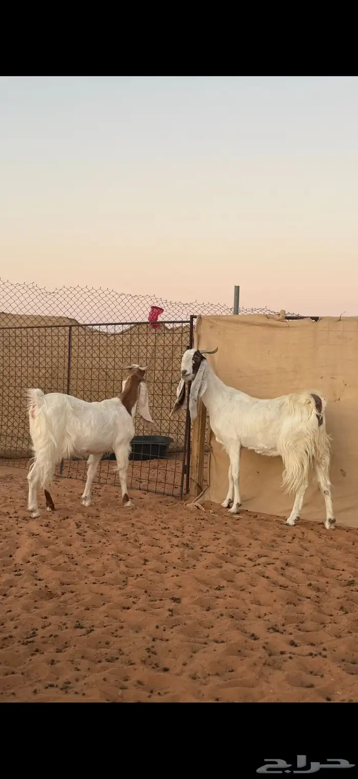 عنز مطوره حاصب 0