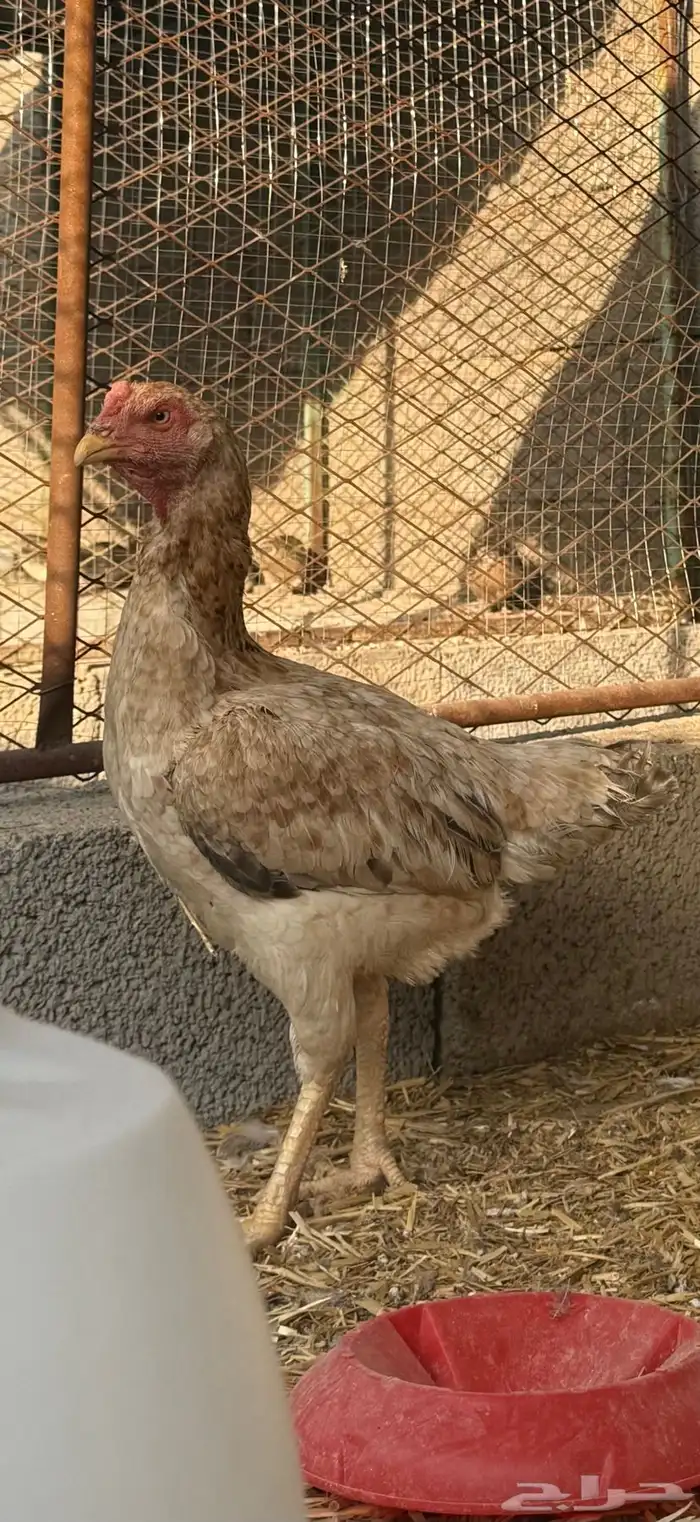 دجاج باكستاني شامو ياباني 5