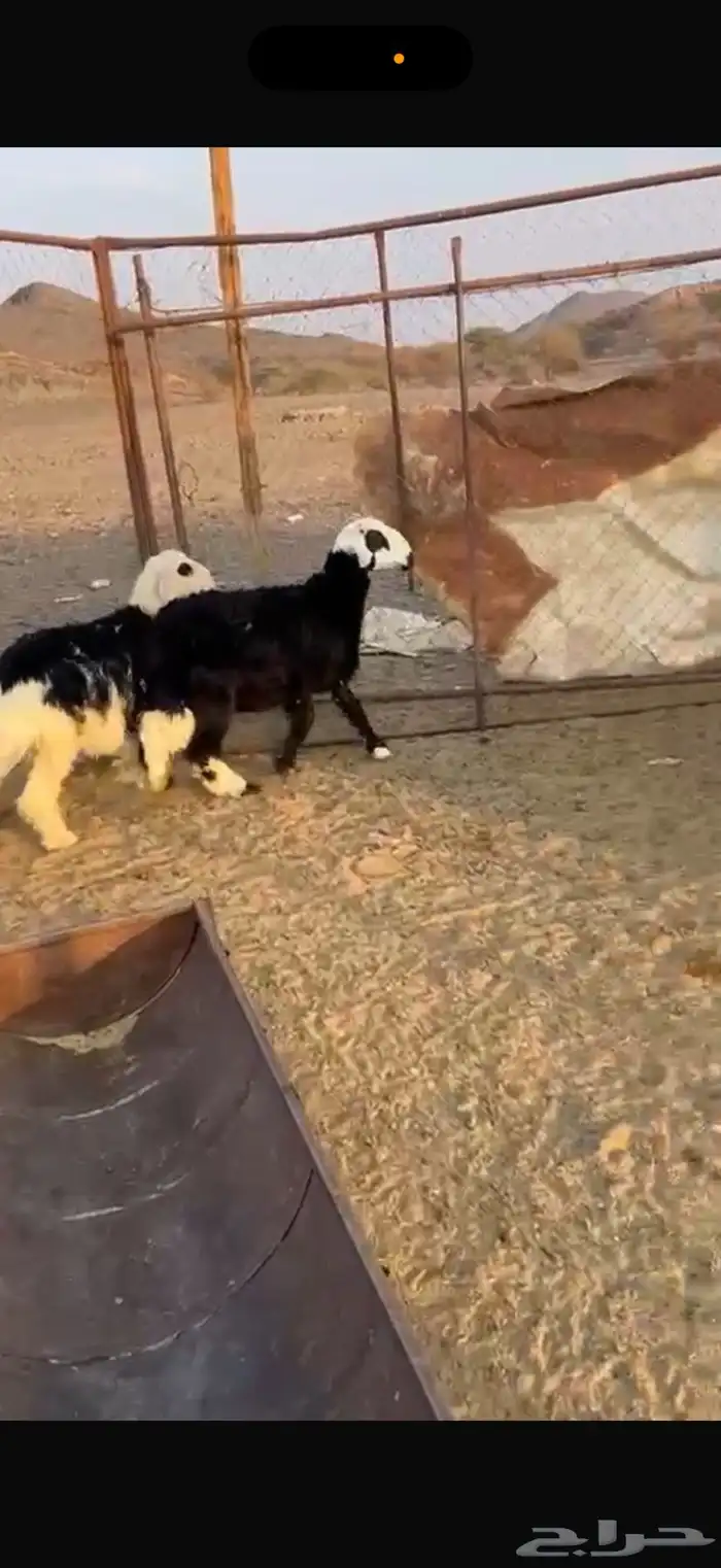 خرفان ذبايح 6