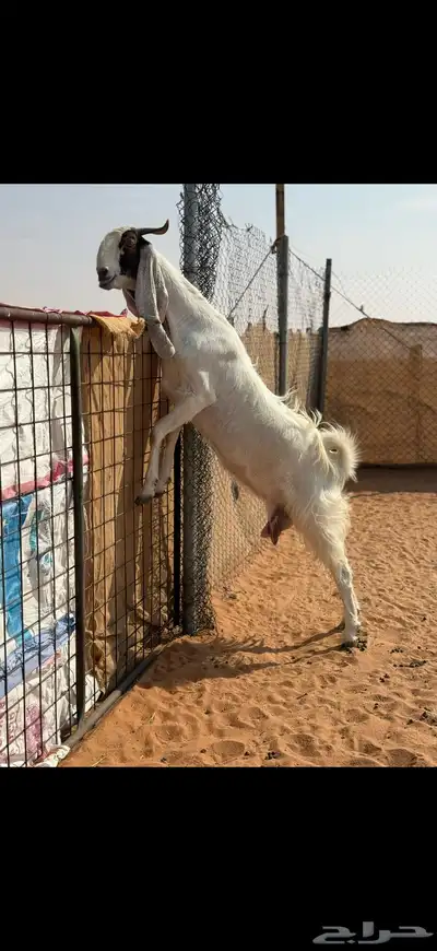 عنز مطوره حاصب index