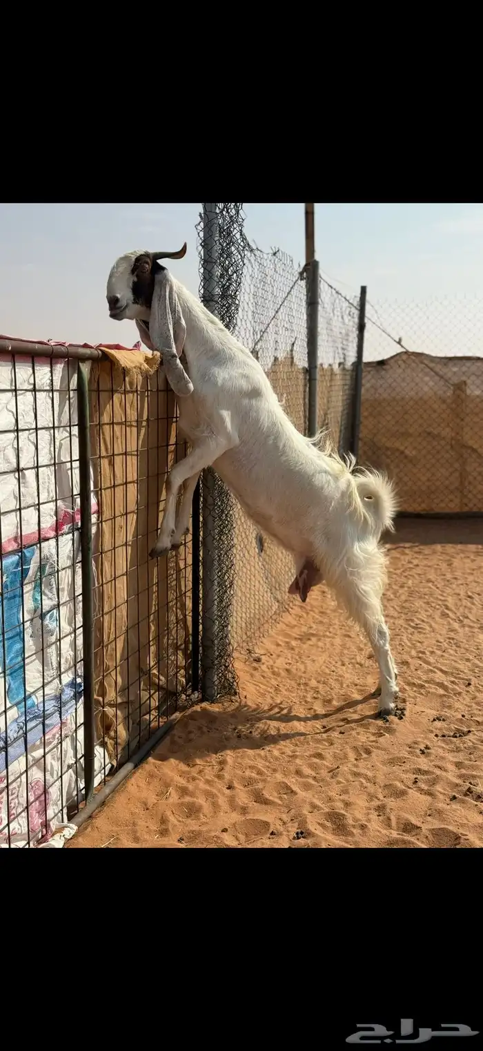 عنز مطوره حاصب 3