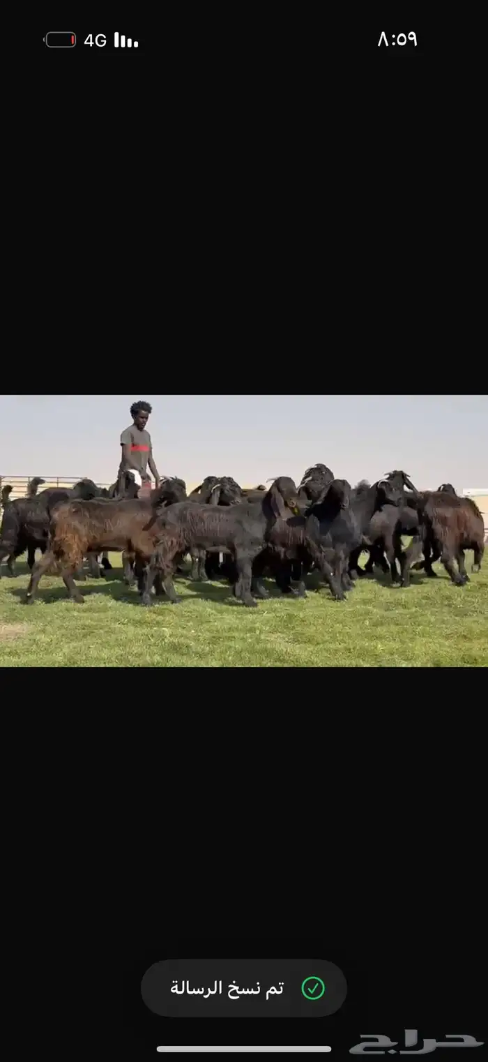 جذعات دلم ودبس فاخره 5