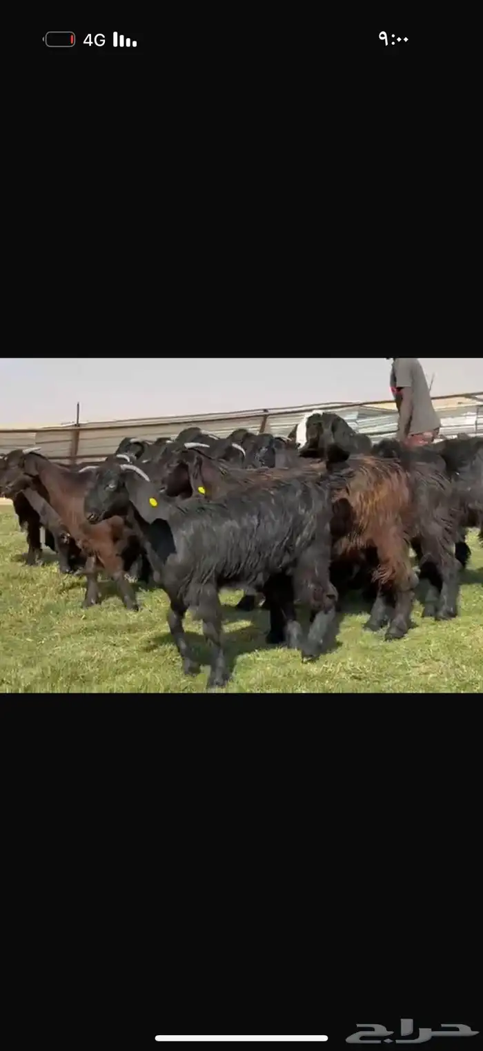 جذعات دلم ودبس فاخره 9