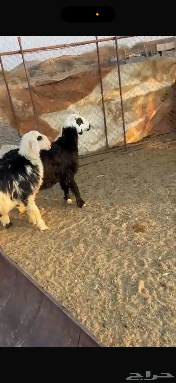 خرفان ذبايح 4