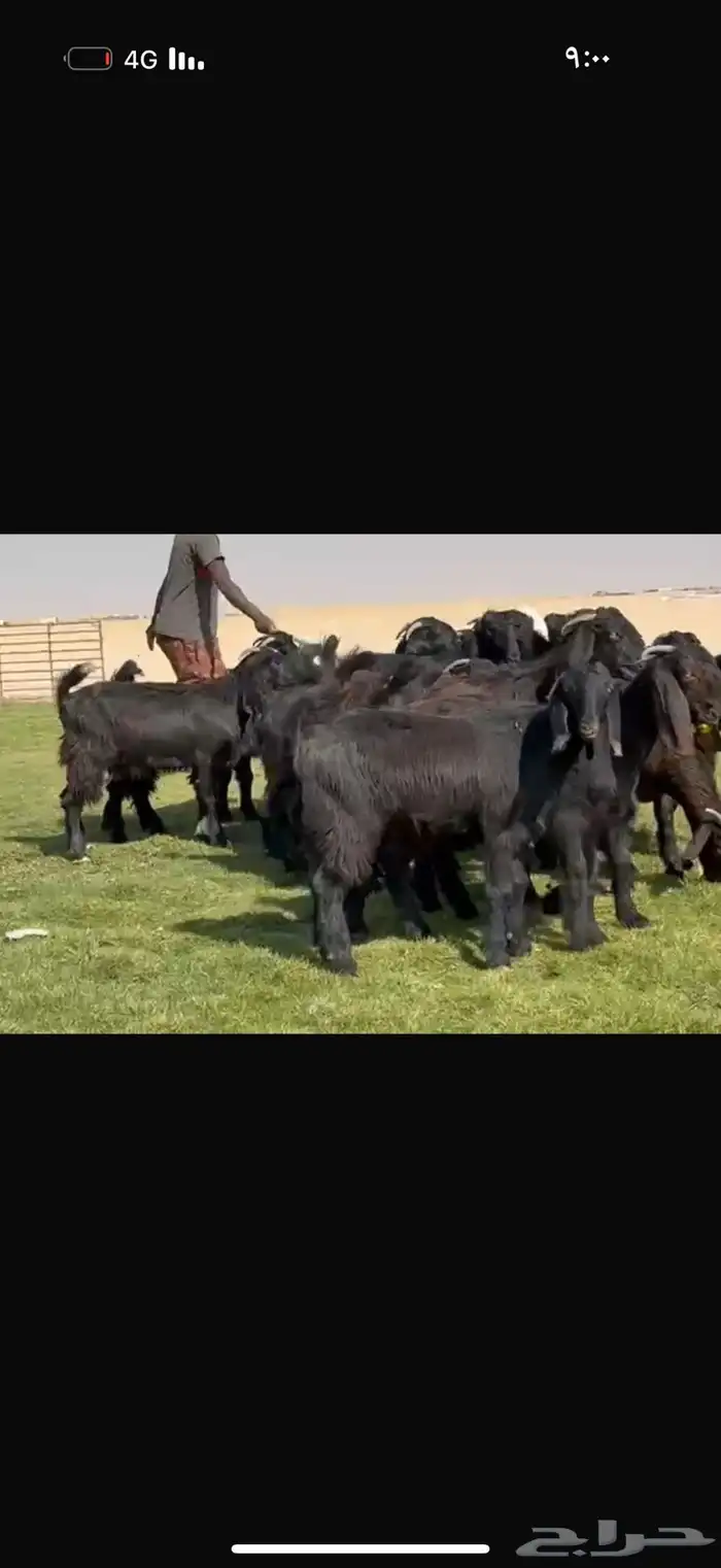 جذعات دلم ودبس فاخره 11