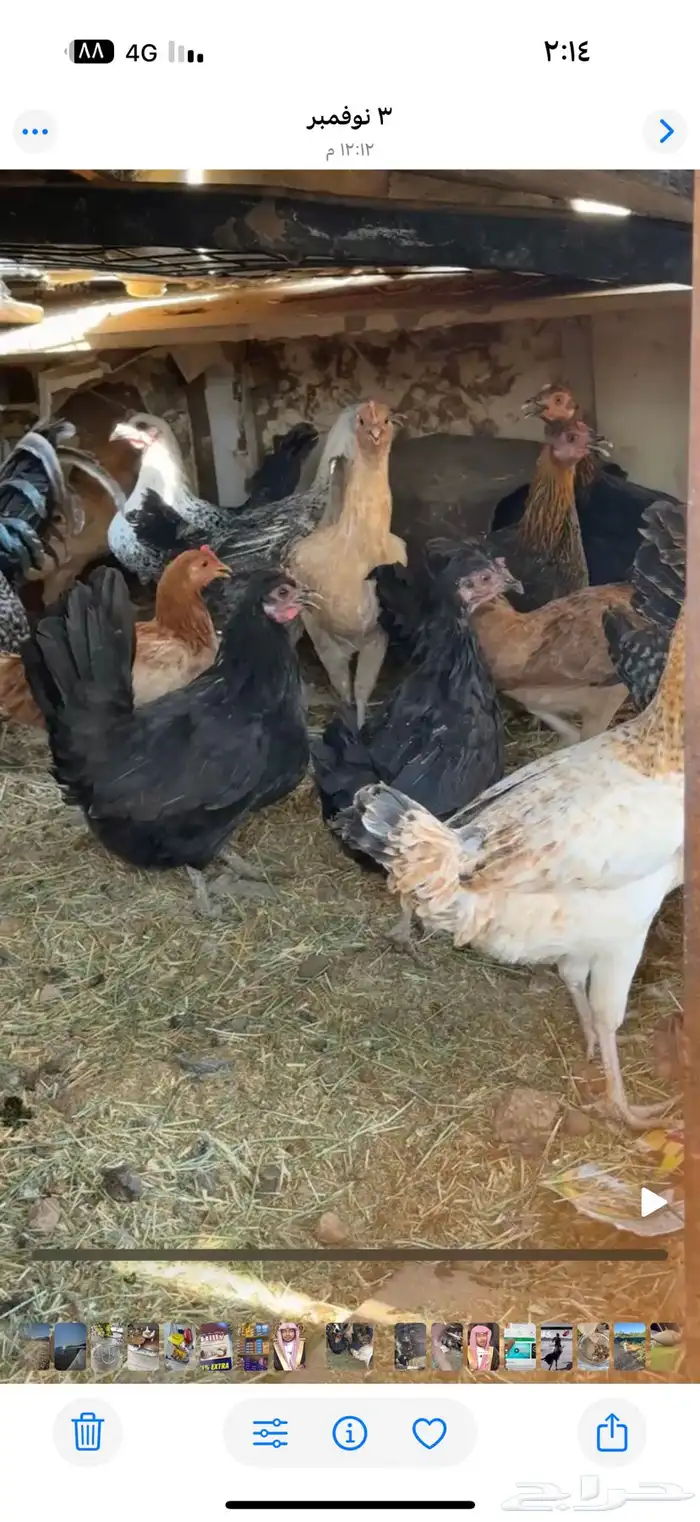 دجاج بياض الموقع البدع العدد 15 0