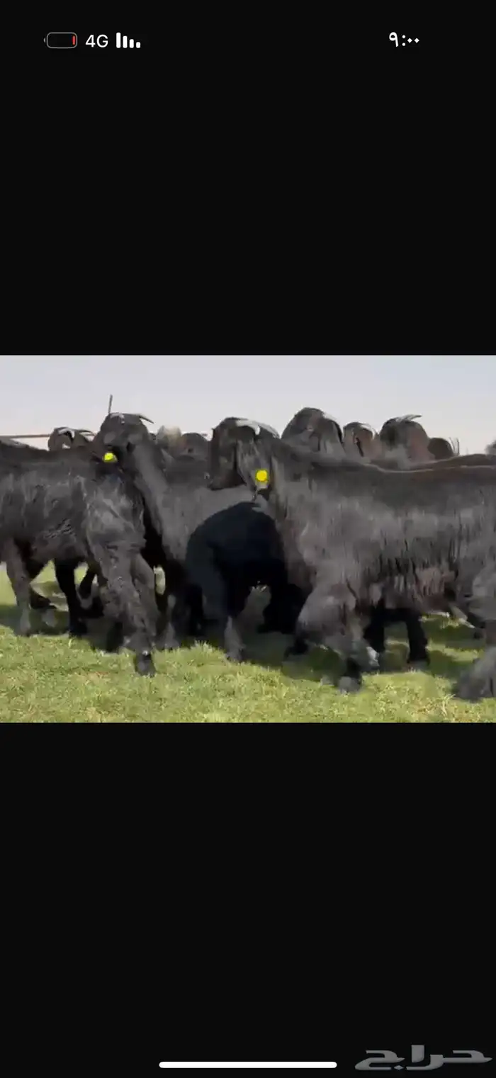 جذعات دلم ودبس فاخره 1