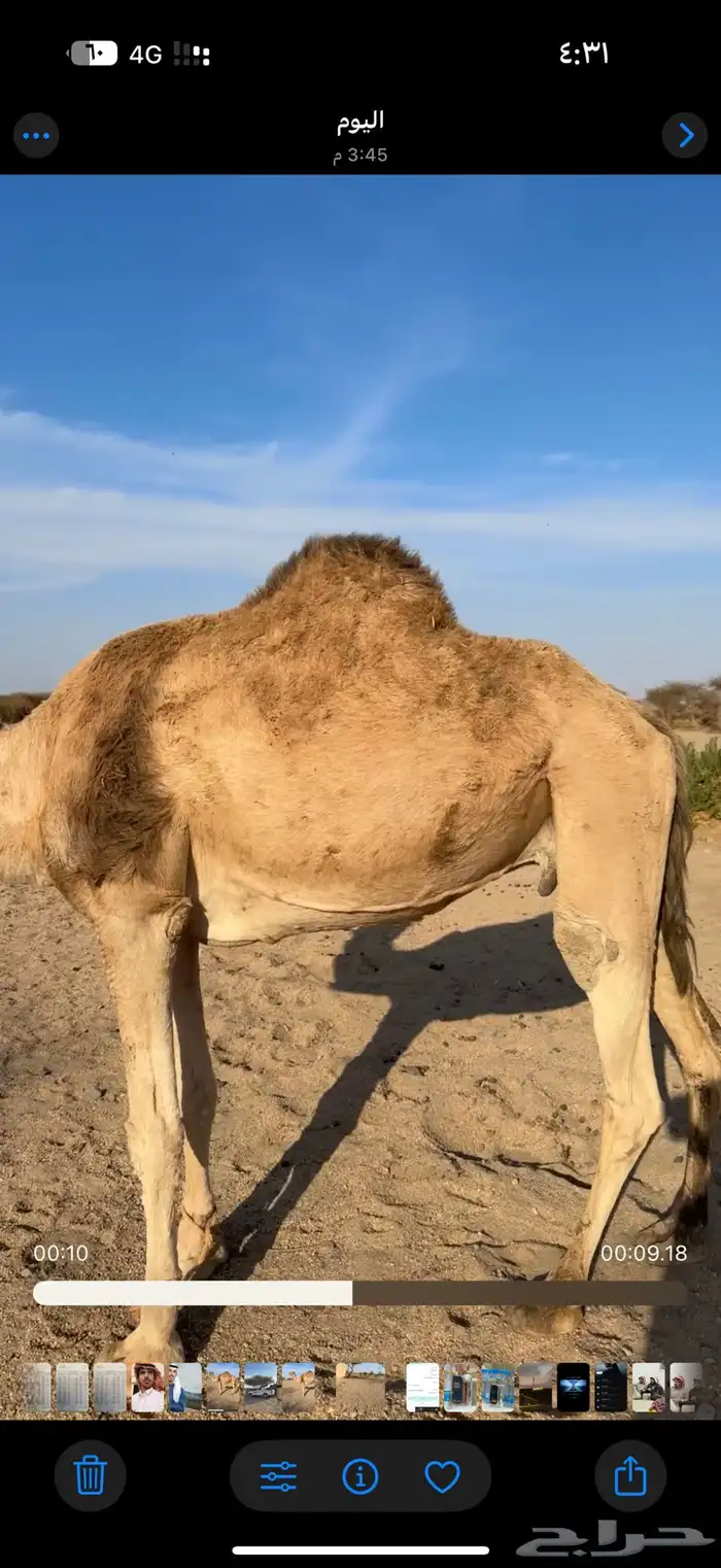 ناقه حايل بريه سنها ناب 1