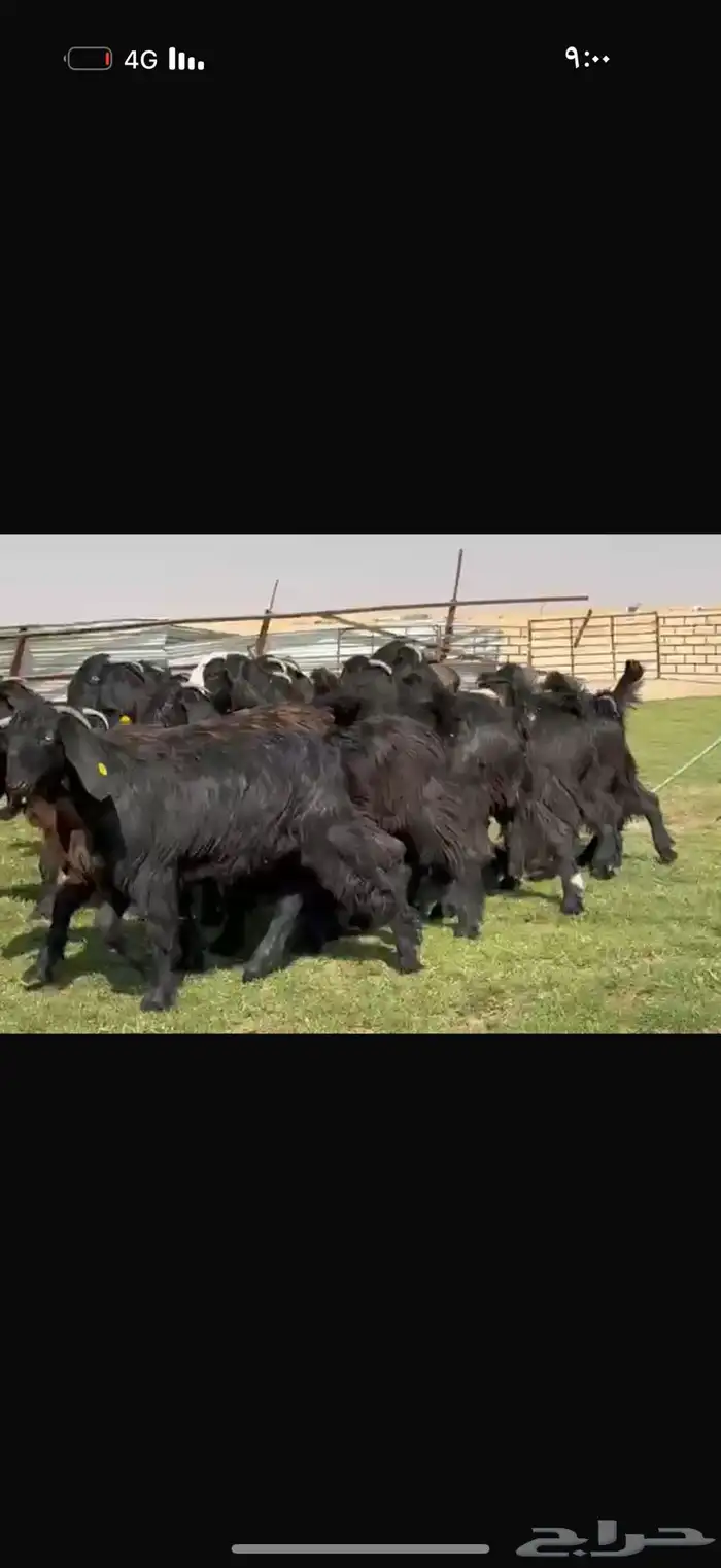 جذعات دلم ودبس فاخره 3