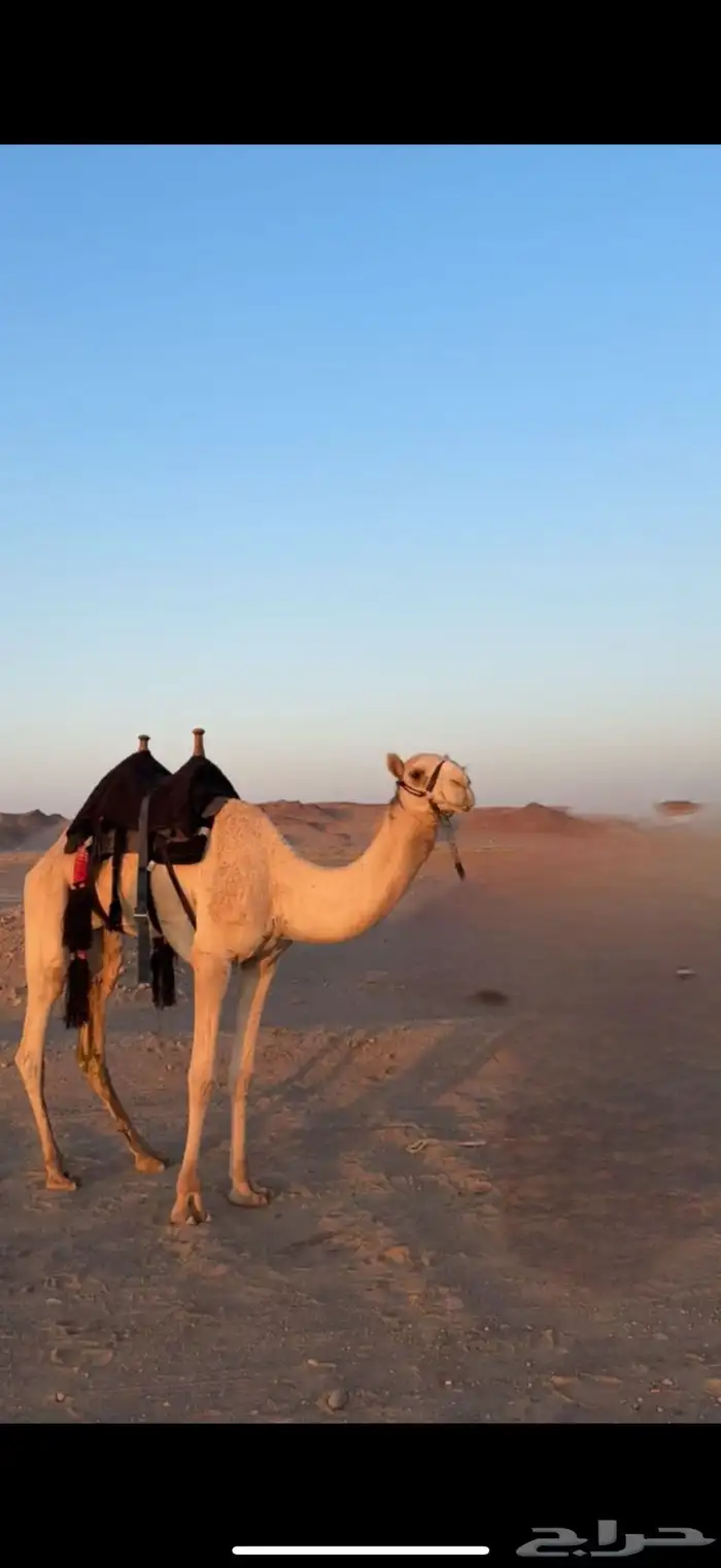 قعود للبيع جذع نقبل العروض الزينه 0