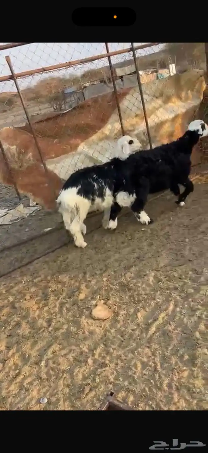 خرفان ذبايح 1