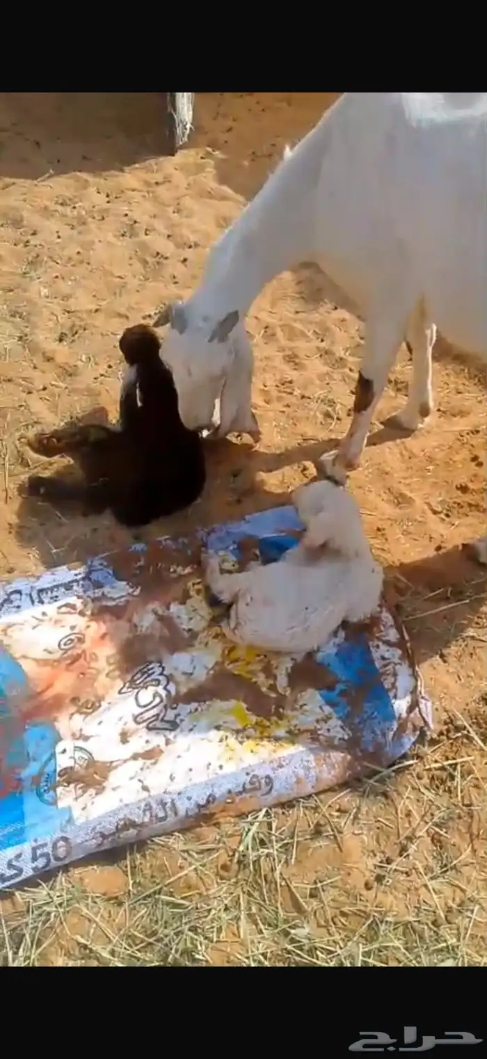 عنز مشروكه حاصب 4