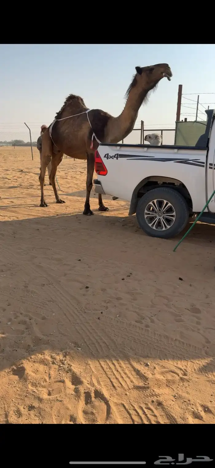 خلفه كفووو معها قعود كفو 0