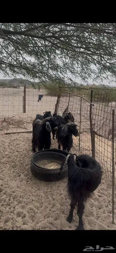 ماعز الليعماع index