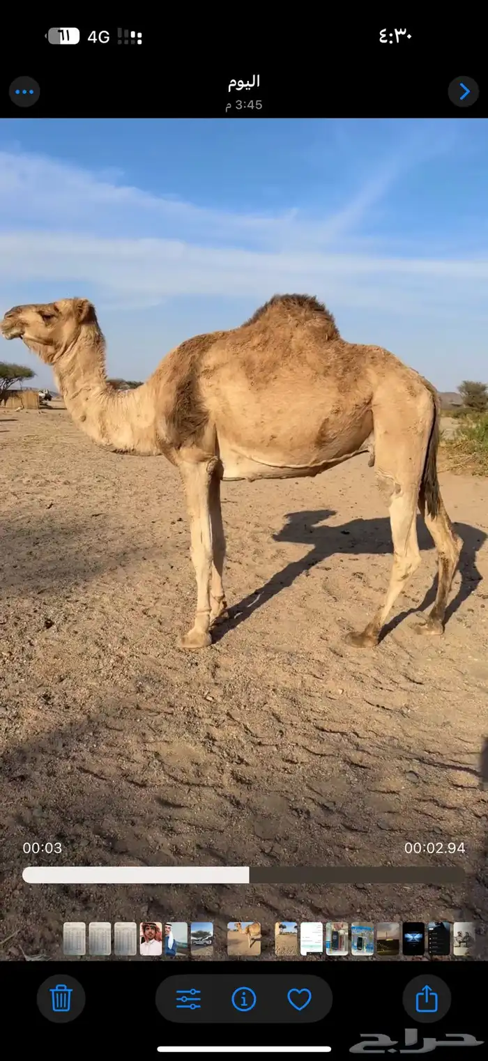 ناقه حايل بريه سنها ناب 0